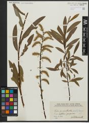 Foto von Salix paracalliantha A. Camus & E. G. Camus